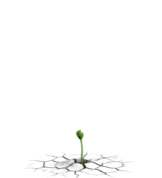 A young seedling growing from soil